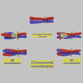 cromossoma genético recombinação liquidificador 3d genes Ciência médico humano homólogo 3d print model - Mito3D