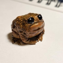 chubby toad 3d print model - Mito3D