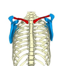 clavícula izquierda hueso escápula costillas columna vertebral pélvico anatómico modelos 3d print model - Mito3D