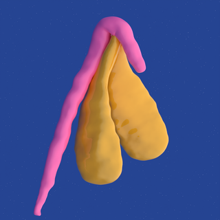 clitoris anatomie 3d print model - Mito3D