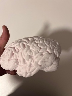 closest replica actual human brain brains anatomical correct 3d print model - Mito3D
