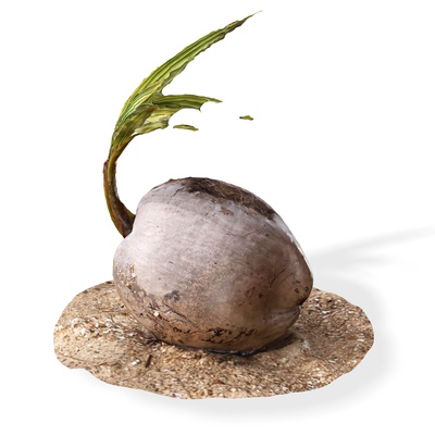 kokosnuss boden gemüse obst baum wald hölzern holz pflanze lebensmittel getränk saft natur zuhause haus tropisch apfel 3d modell pflug chui banane pfirsich gras 3d print model - Mito3D