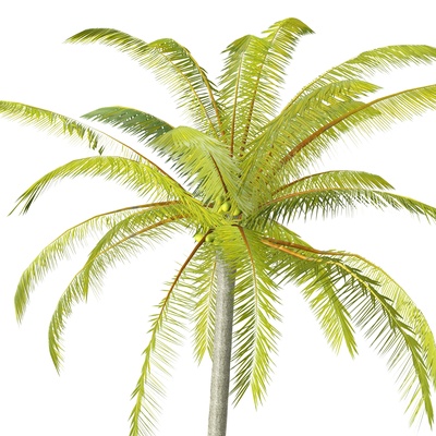 kokosnuss baum gemüse obst wald hölzern holz pflanze lebensmittel getränk saft natur zuhause haus tropisch apfel 3d modell pflug chui banane pfirsich gras 3d print model - Mito3D