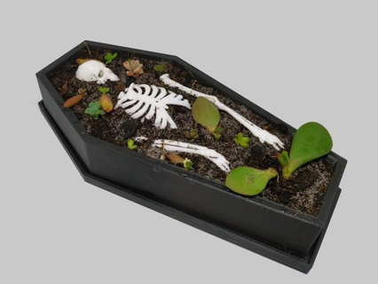 caixão Panela plantar recipiente Bruxas flor decoração 3d print model - Mito3D