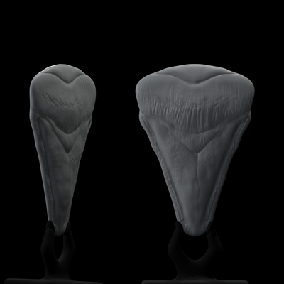 colecionável megalodon dente violão picaretas conceito original palheta arte megalodontepalito 3d print model - Mito3D