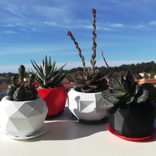collection 3 differents lowpoly planters 53 spcial saucers home cactus cactee succulent 3d print model - Mito3D