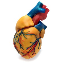 3 colors anatomical heart various 3d print model - Mito3D