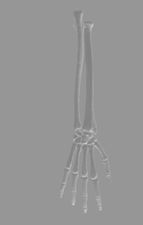 complete bony forearm Art arm forearm anatomy physician forearm human bones bone anatomy  3d print model - Mito3D