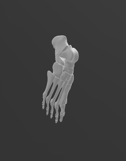complete lower limb mmii anatomy medicine bones osteology femur tibia fibula foot 3d print model - Mito3D