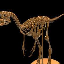 compsognathus moda paleontologia archeologia fossile cranio antico prechistilorico 3d print model - Mito3D