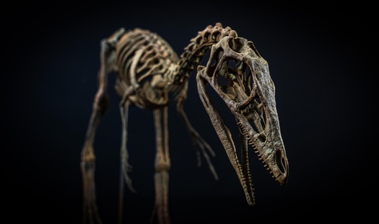 kuzen hayat boyut iskelet komsognathus Dinozor 3d model baskı paleontoloji geç Jurassic tarih öncesi fosil Bilim Eğitim müze koleksiyon hobi park heykel 3dsculpting 3d print model - Mito3D