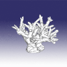mercan sanat akvaryum hayvan deniz coralreef resif 3d print model - Mito3D