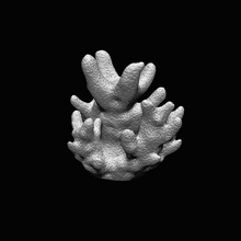 coral atropora texturizado Acropora aquário recife decoração 3d print model - Mito3D