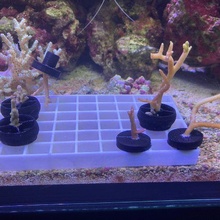coral frag plant holder gadget aquarium marine 3d print model - Mito3D