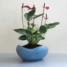 coral pattern plant pot 3d print model - Mito3D