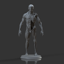Kork omsx Kunst Statue drucken 3d Sammlerstück dekorativ Artefakt Beeindruckend Charakter Anatomie ecorche Skelett 3d print model - Mito3D