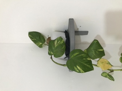 coin pot supporter plantes plante fleur potus 3d print model - Mito3D