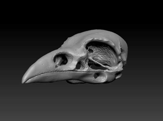 cr ne de corbeau fichier stl oiseau os animal skull crow r plique squelette skeleton 3d print impression printing 3d print model - Mito3D