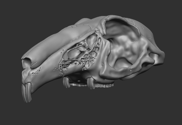 cr ne de lapin file stl os animale cranio coniglietto r plique squelette scheletro 3d stampa impressione stampa 3d print model - Mito3D