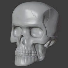 vinç Sanat kafatası 3d print model - Mito3D