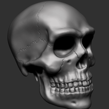 craneo varios el cráneo 3d print model - Mito3D