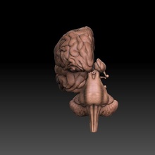 cranial cavity pack various science 3d print model - Mito3D