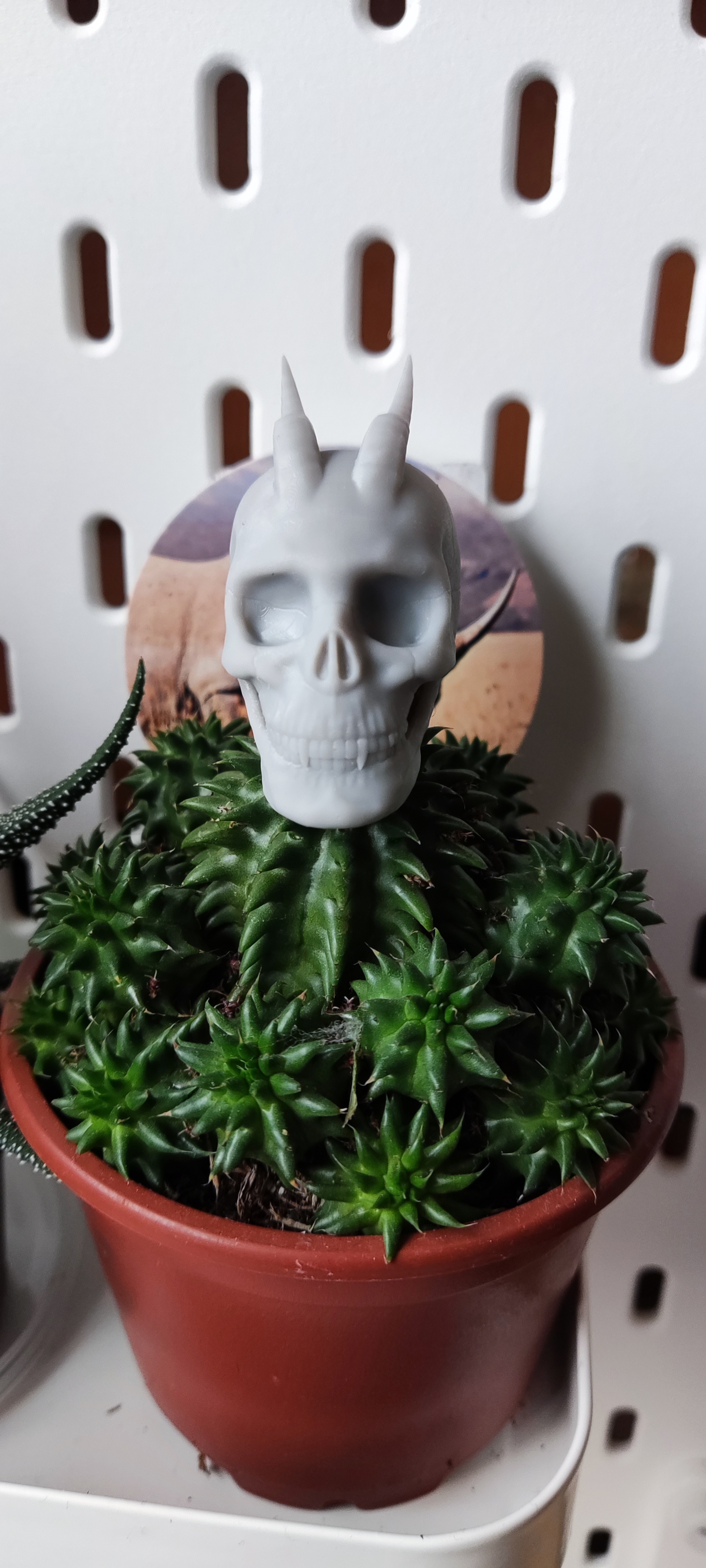 cranio-cranium horns anatomy human cranium model 3d stl demon blender 3D print model - Mito3D