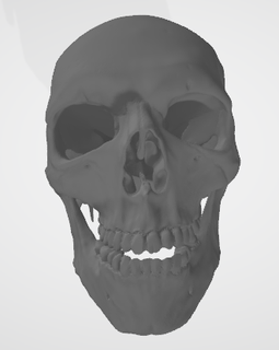 cranio cranio 3d print model - Mito3D