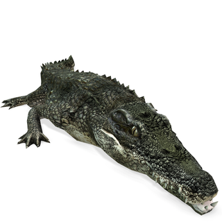 Krokodil 3d Modell animiert blender fbx unity maya unreal c4d 3ds max Drucken Stichworte Natur Tier download Detail rea Kategorien 3d print model - Mito3D