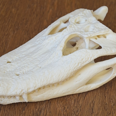 crocodile skull various 3D print model - Mito3D