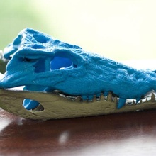crocodile skull marco valenzuela animal science ctscan scan toy jaw bones nature wildlife alligator lizard reptile 3d print model - Mito3D