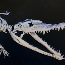 crocodylus 3d verschiedene 3dlito Krokodil cool drawing3d Skelett fossil lithophane litofania niloticus relief 3d print model - Mito3D