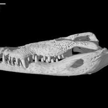 crocodylus moreletii morelets crocodile skull various 3d print model - Mito3D