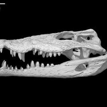 crocodylus rhombifer coccodrillo cubano cranio vari 3d print model - Mito3D