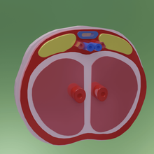 cross section clitoris various anatomy 3d print model - Mito3D