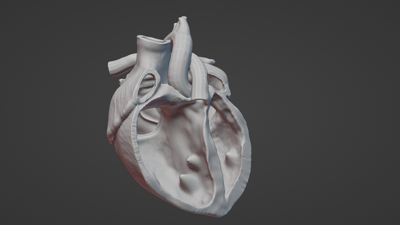 attraversare sezione umano cuore anatomia gratuito 3d print model - Mito3D