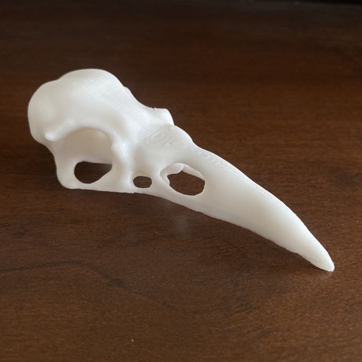 crow skull - upper art bird anatomical spooky creepy 3D print model - Mito3D