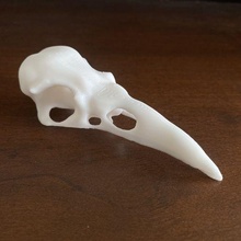 cuervo cráneo Superior Arte pájaro anatómico escalofriante Siniestro 3d print model - Mito3D