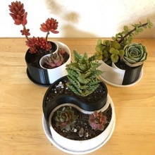 customizable yin-yang planter container home succulent pot 3d print model - Mito3D