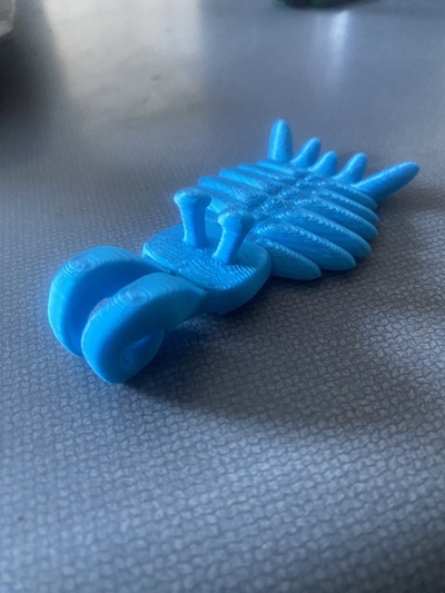 cute anomalocaris fossil paleontology geology science 3d print model - Mito3D