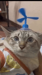 fofa animal heli chapéu gato cão frango brinquedo arte boné helicóptero hélices adorável poli ferramenta Toque 3d print model - Mito3D