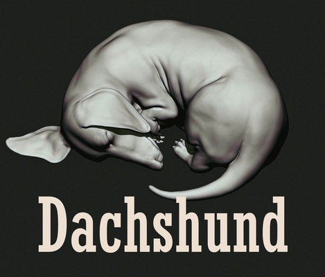 dachshund animal anatomy dog skull tool head bust model 3d print model - Mito3D