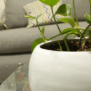 daksund çiçek tencere hayvan sosis köpek saksı dekorasyon bitki Yazdır yer vazo 3d print model - Mito3D