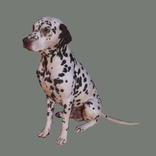 Dalmatiner verschiedene dalmata Tier Hund 3D print model - Mito3D