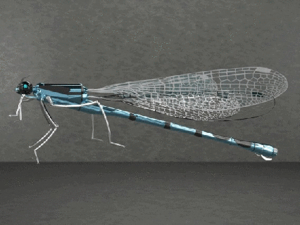 damseifly établi solutions partielles Jeu modèle robots robot action figure figures 3d print model - Mito3D