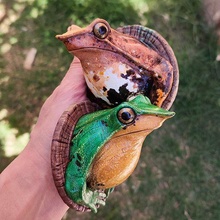 Darwin duvar kurbağa Sanat karakurbağası orman hayvan amfibi doğa süs dekorasyon kolay Yazdır boya Felipe morillalar boru cox 3d print model - Mito3D