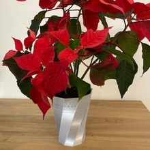 decorative plant vase decoration 3d print model - Mito3D