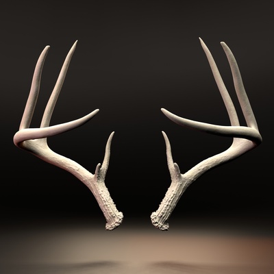 deer antlers high resolution 3d scanned set 1 buck horns sheep goat ram ewe cosplay furry 3d print model - Mito3D