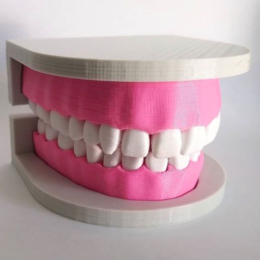 dental model teeth dentures anatomy 3D print model - Mito3D