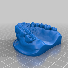 dentaire modèle art personnes jusqu'modèle dent dents de l'homme la prothèse médecine le dentiste 3dmodel 3d print model - Mito3D